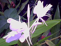 G-TECH GT303 BB - จีเทค GT303 BB