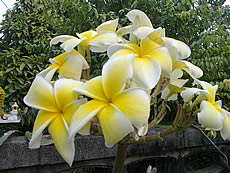 Nokia C5-03 - โนเกีย C5-03 