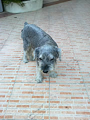 Nokia C5-03 - โนเกีย C5-03 