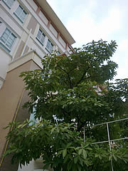 Nokia C5-03 - โนเกีย C5-03 