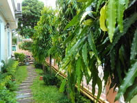 Alcatel One Touch 995 - อัลคาเทล One Touch 995 