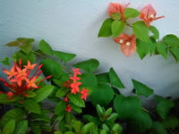 Alcatel One Touch 995 - อัลคาเทล One Touch 995 