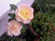 Samsung Galaxy Y Hello Kitty - ซัมซุง Galaxy Y Hello Kitty